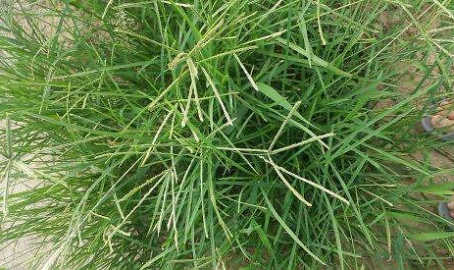 禁止18观看的野草,内容、影响与监管探讨